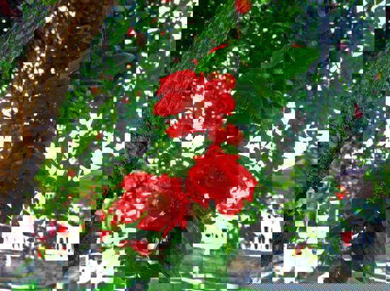 Blooming Pomegranate